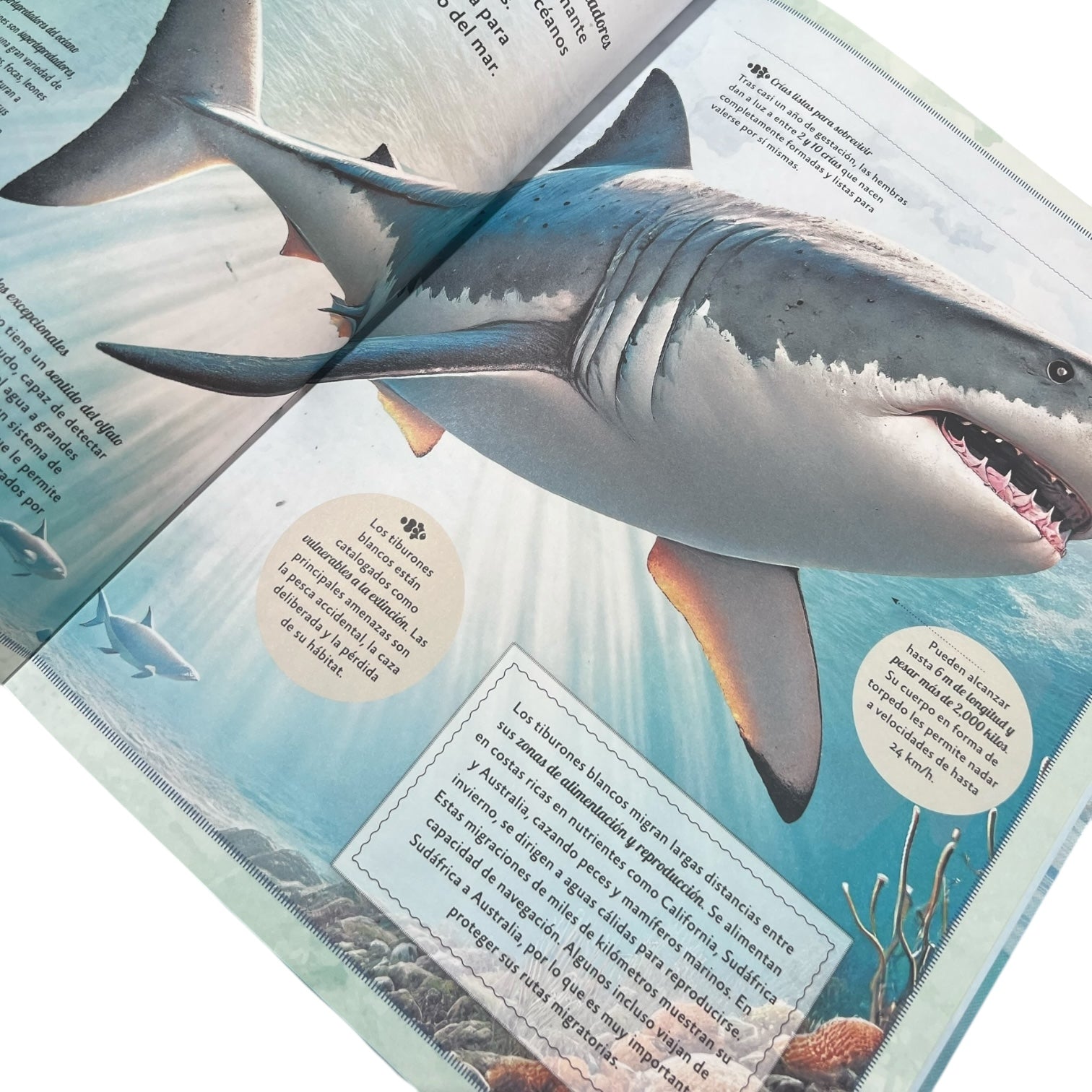 Cuento - El Magnifico mundo de los animales marinos