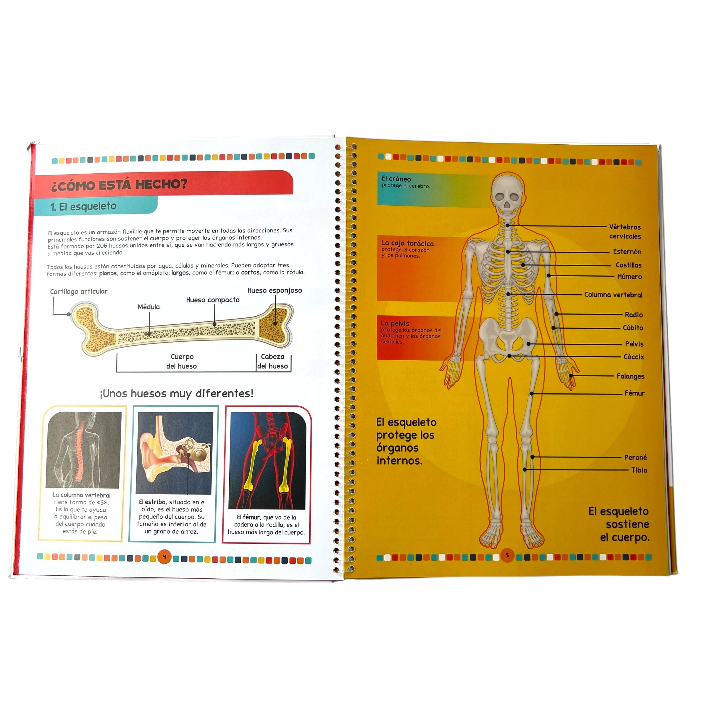 Cuento El libro del cuerpo humano
