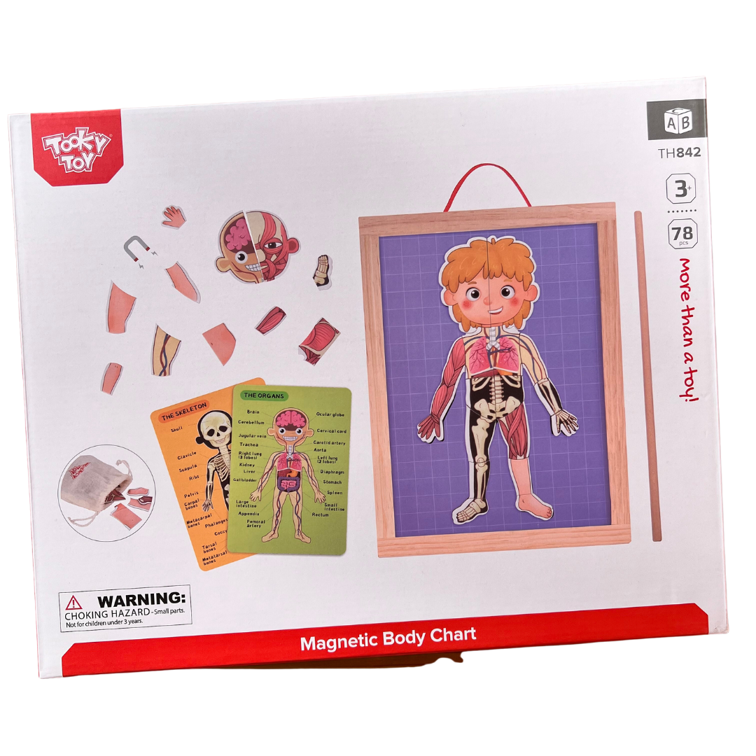 Tablero magnetico mi cuerpo - Body magnetic chart