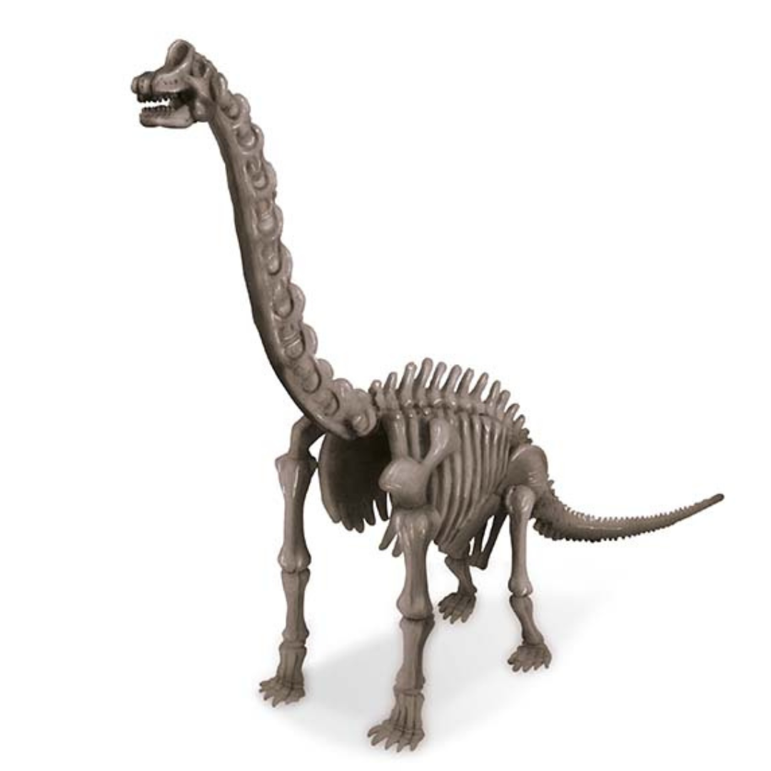 Fósil de Braquiosaurio Dinosaurios - Dig a Dinosaur Brachiosaurus