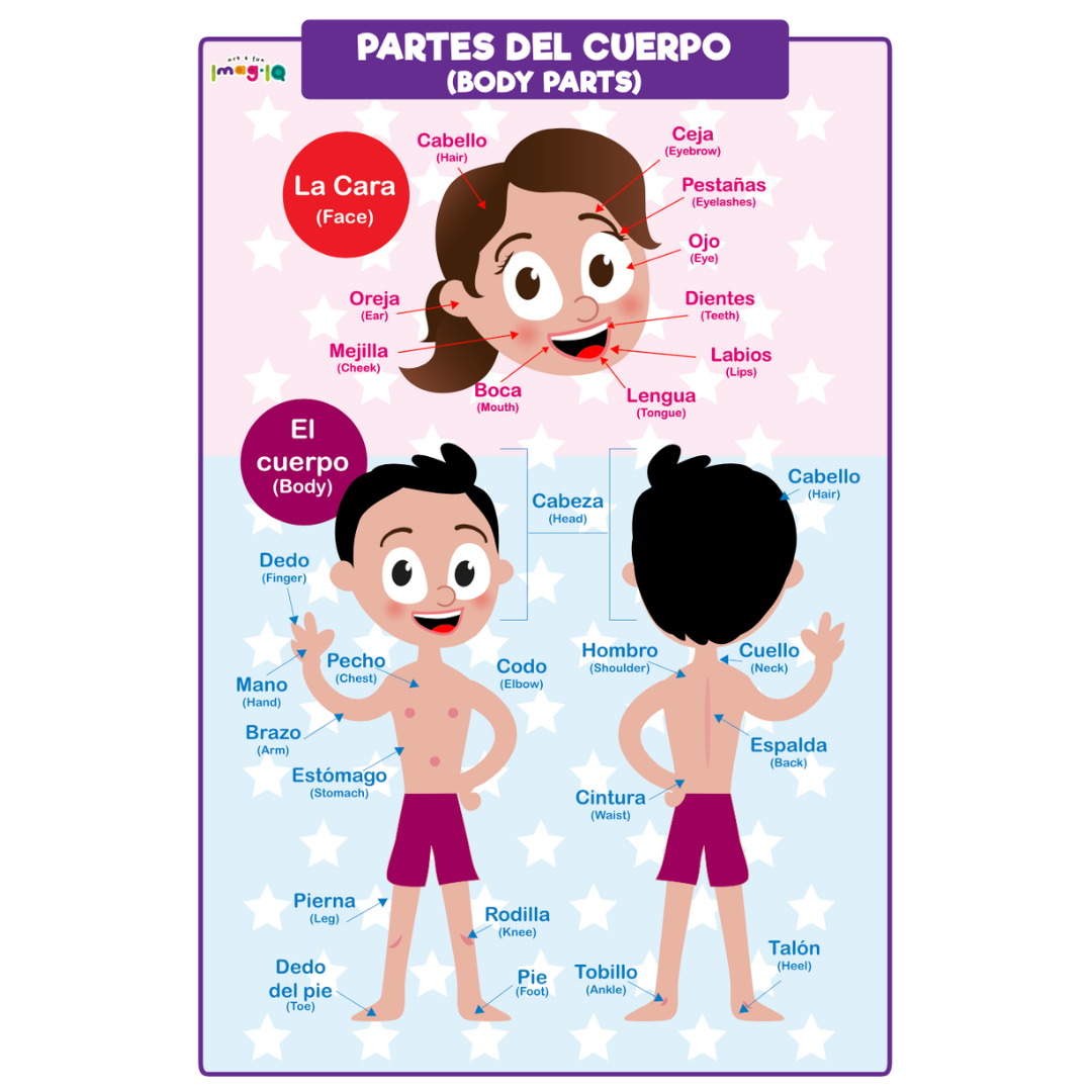 cartel de partes del cuerpo humano para niños