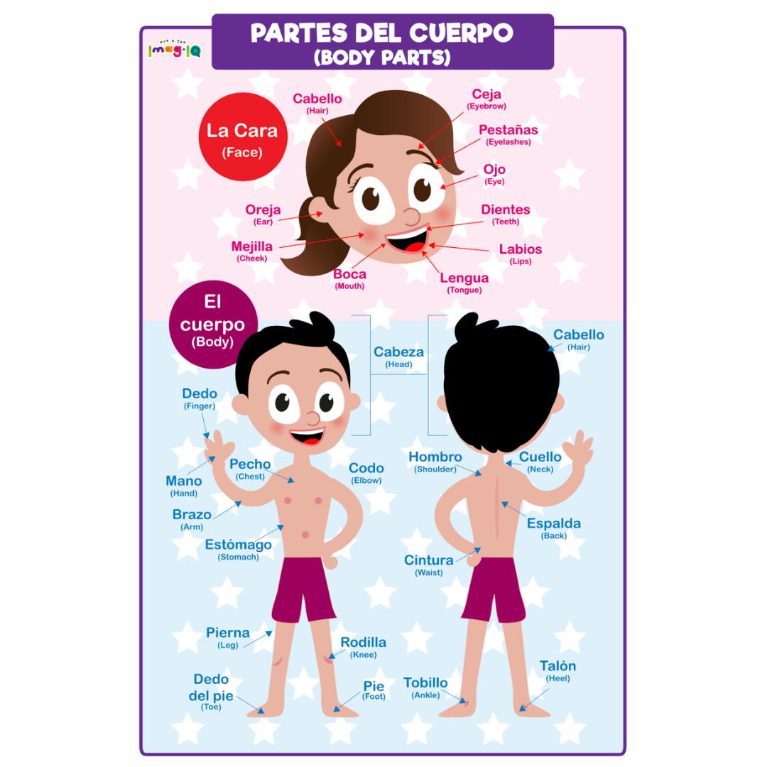 Human Body and Five Senses POSTER