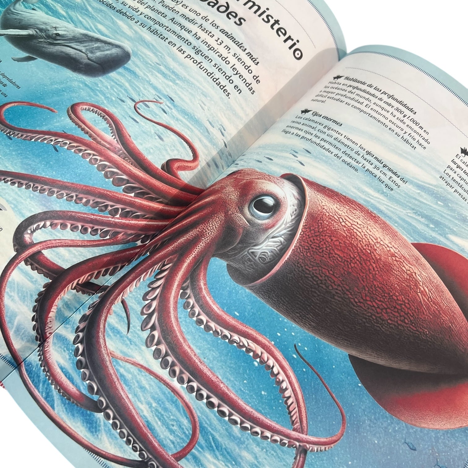 Cuento - El Magnifico mundo de los animales marinos