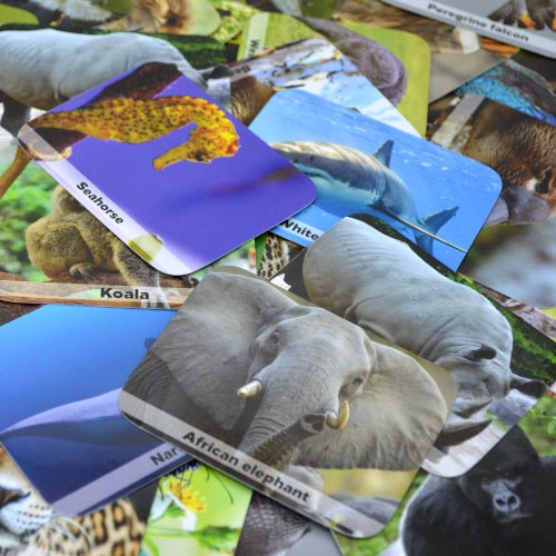 Wild animals- Juego de memoria