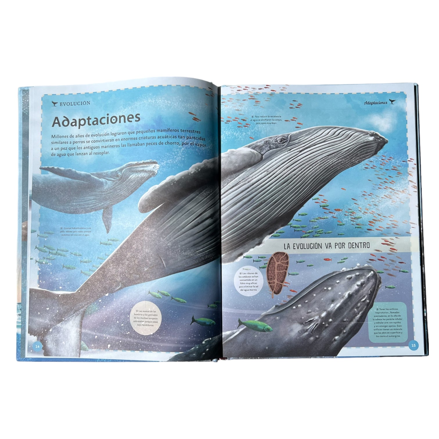 Libro el Magnifico Mundo de las Ballenas