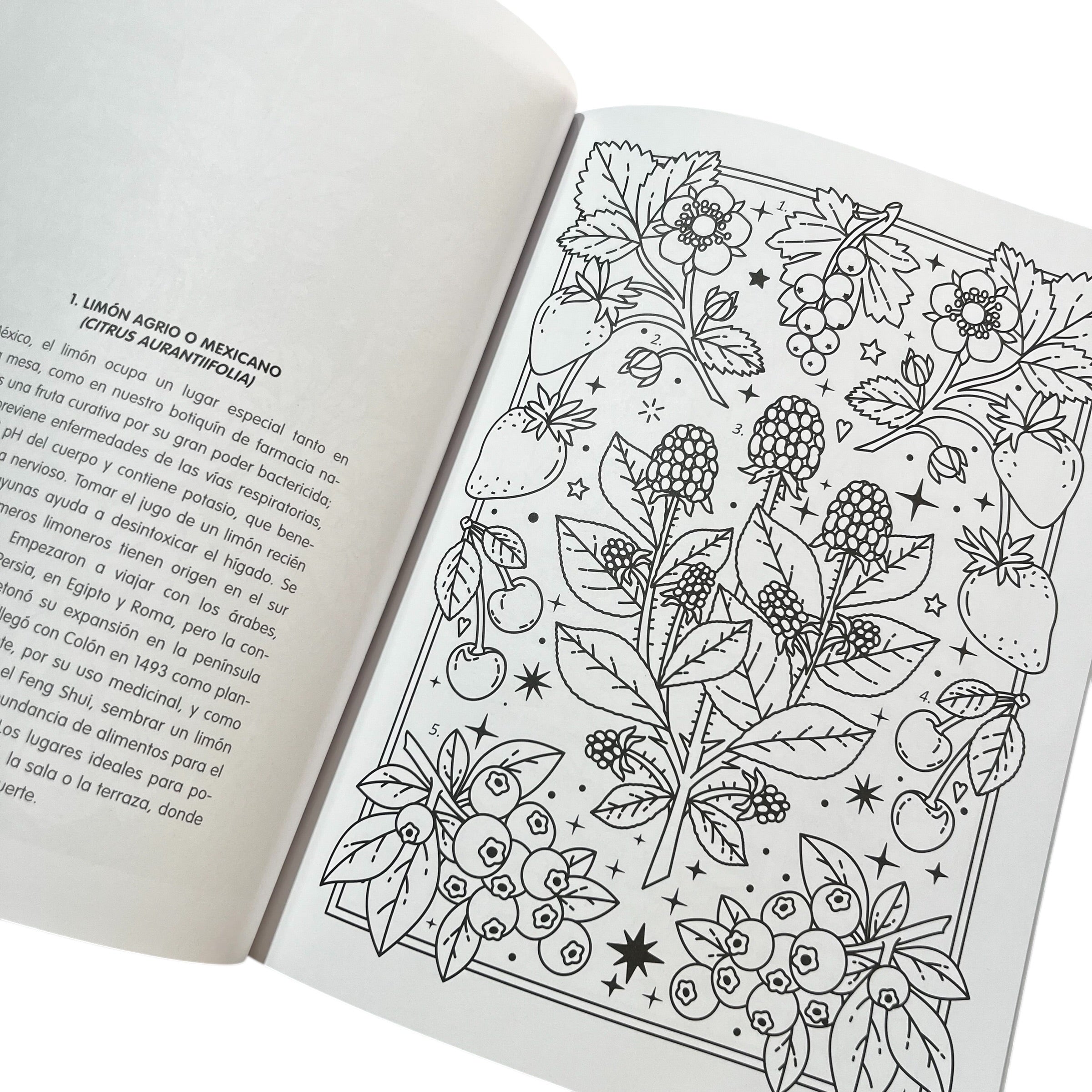 Libro para colorear - #Coloreanding Botanica