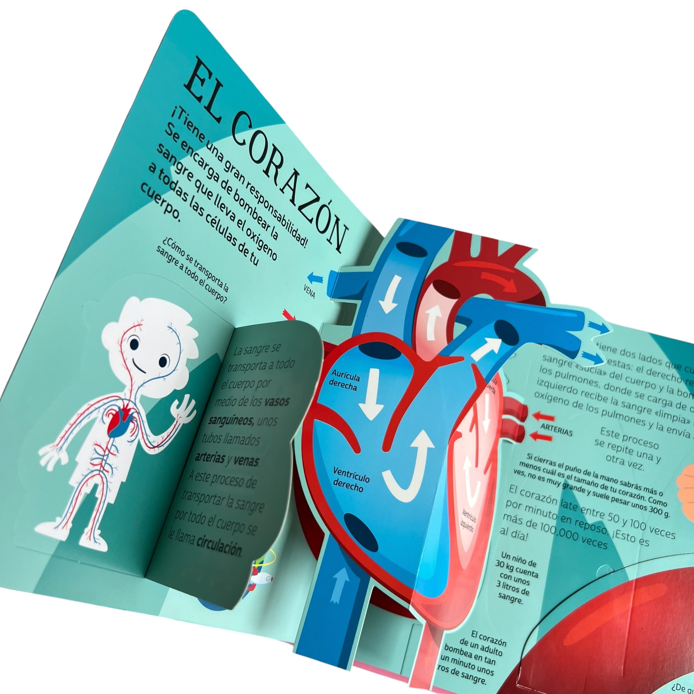Pop up aprender del cuerpo humano