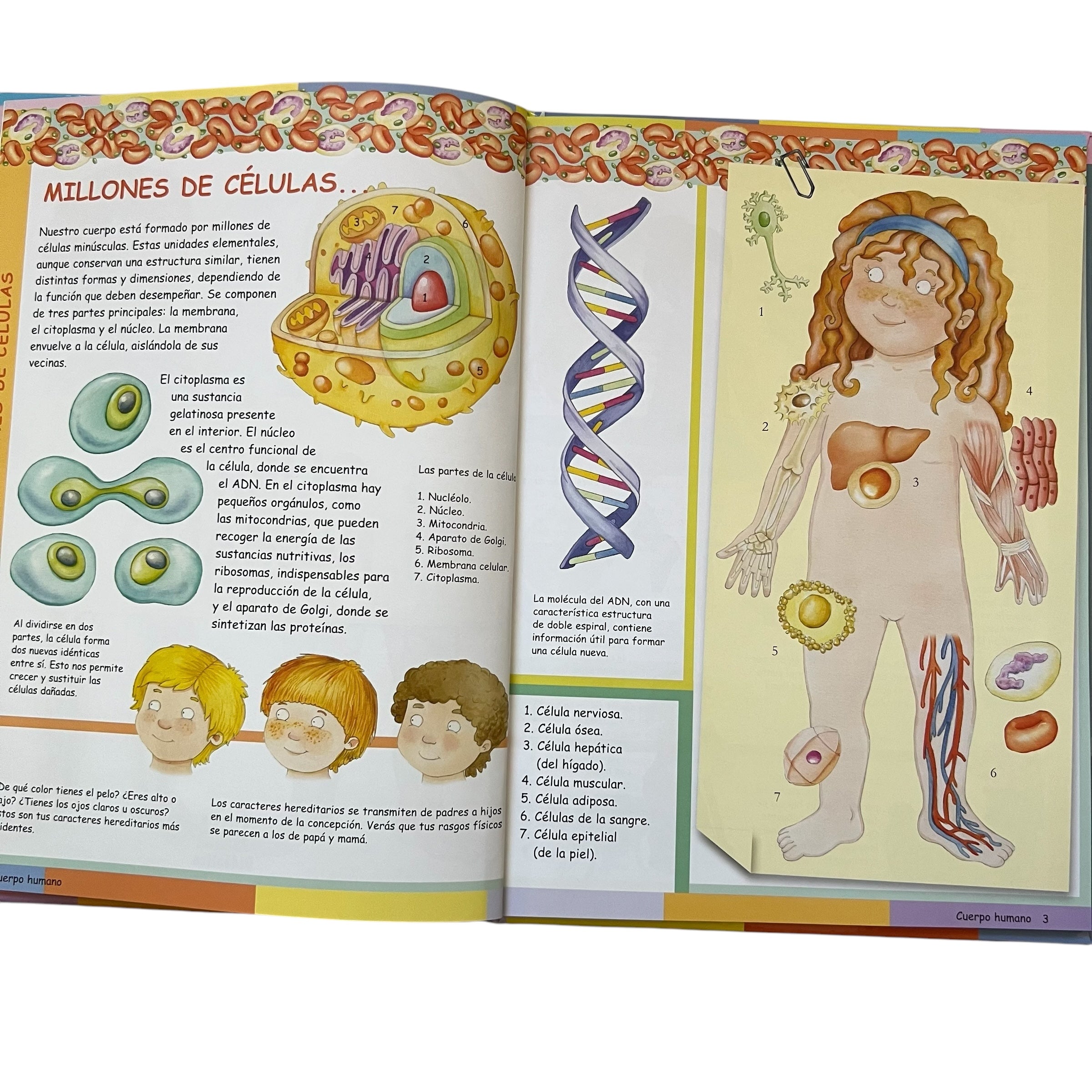 El mundo de... El cuerpo humano