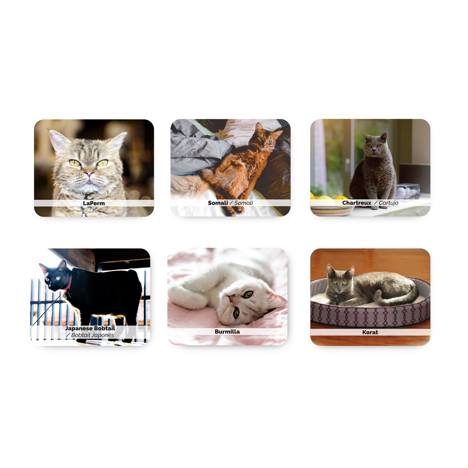 Gatos - Juego de memoria