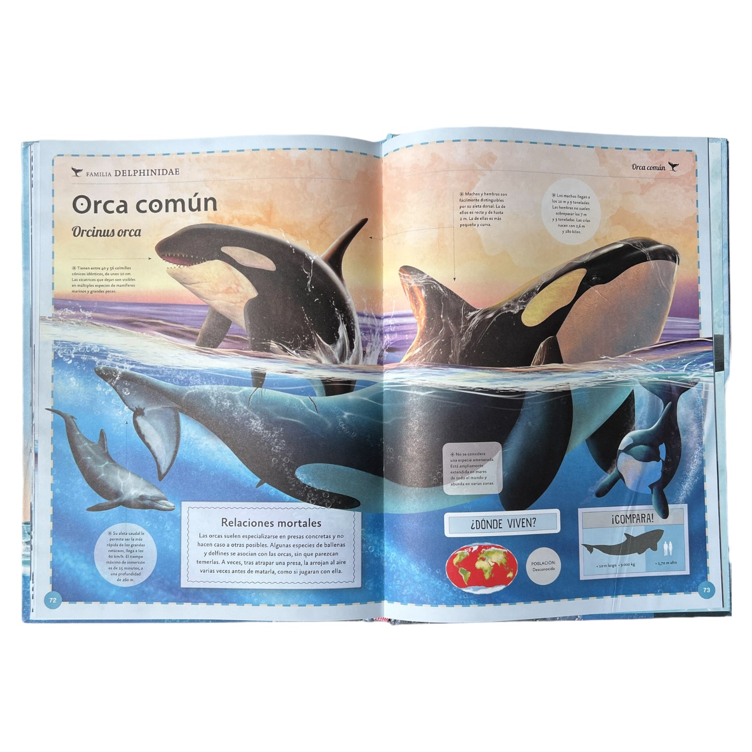 Libro el Magnifico Mundo de las Ballenas