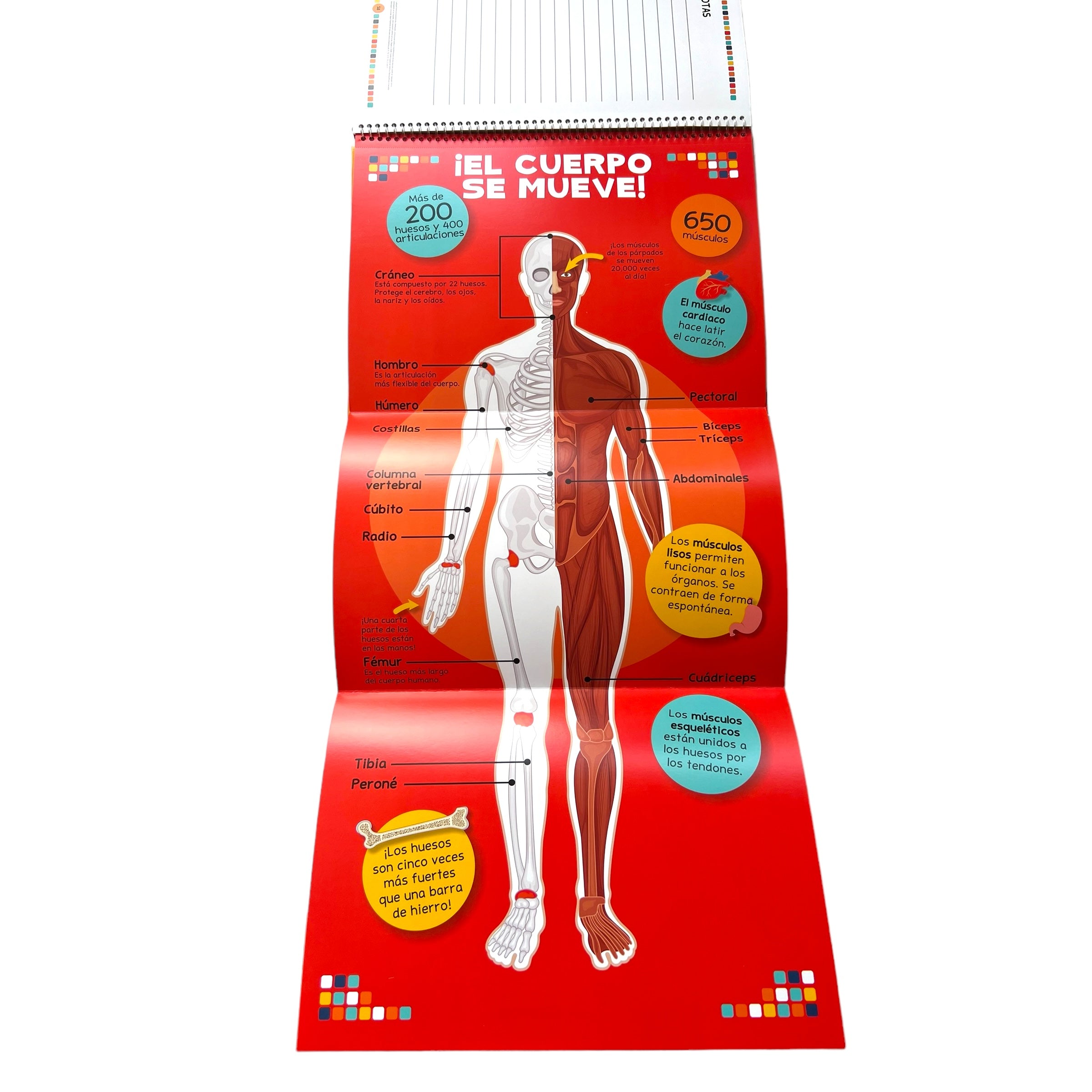 Cuento El libro del cuerpo humano