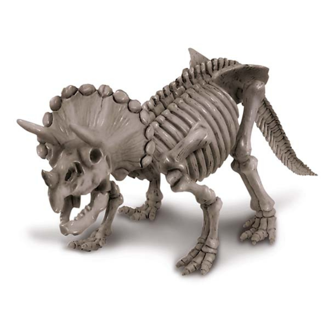 Fosil de Triceratops Dinosaurios  - Dig a Dinosaur Triceratops